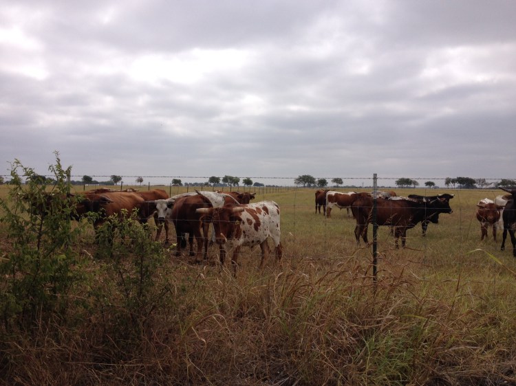 cows who live on the ranch across the street
